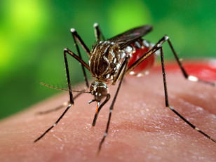 close up of mosquito biting a person