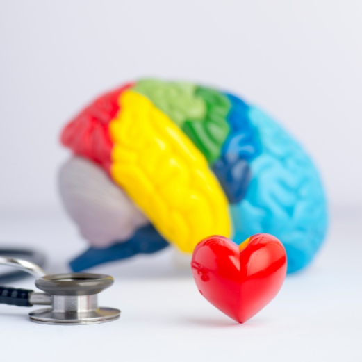 stethoscope on table next to a model brain and heart